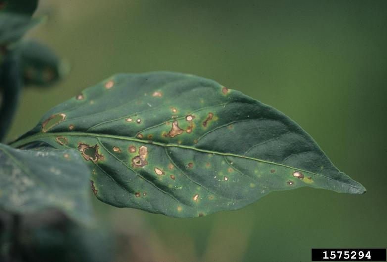 Bacterial spot peppers